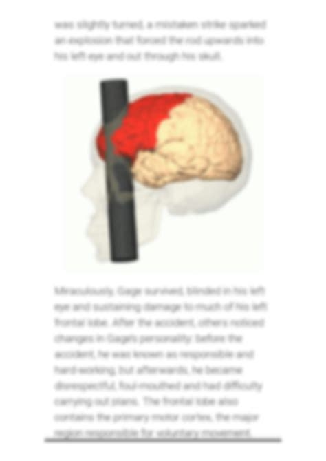 SOLUTION Write The Name And Function Of Lobes Of Cerebrum Studypool