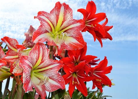 Amaryllis Red Hd Wallpaper Rare Gallery