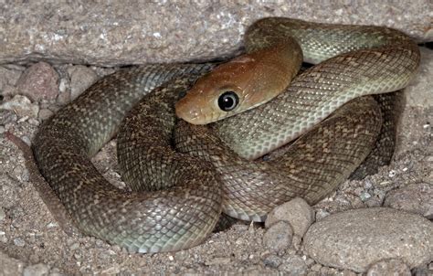 Baja California Rat Snake Bogertophis Rosaliae Baja Sur Cowyeow