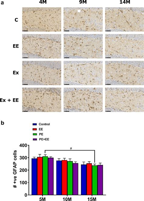 Gfap Astrocytes In Dg A Representative Immunohistochemical Images Of