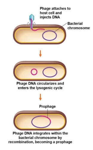 Lecture Corynebacterium And Listeria Flashcards Quizlet