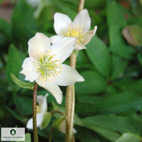 Helleborus Orientalis Hybride White Lady Baumschule Lve