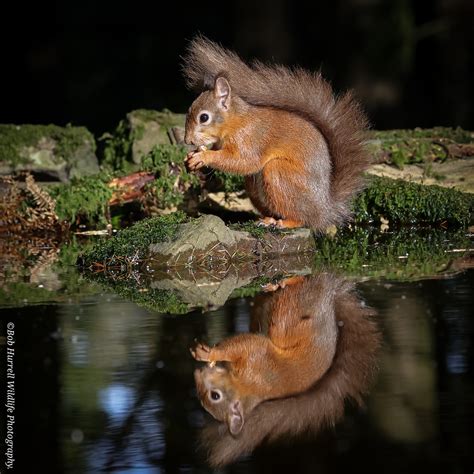 Red Squirrel Appreciation Day Bob Hurrell Wildlife Flickr