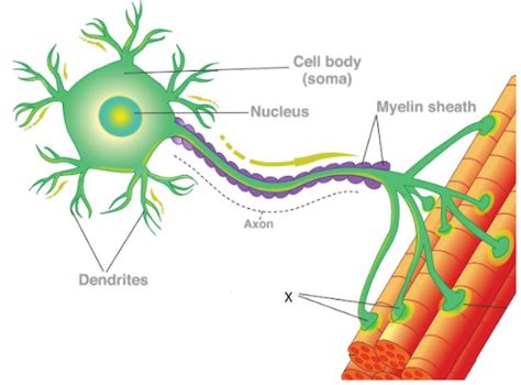 45 Neuron With Labels