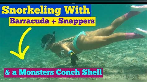 Snorkeling W Barracudas Snappers A Monster Conch Shell Phil Foster