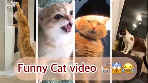 Funny Cat Videos 😱😱😂 Hilarious Cats 🐈 Shorts Youtubeshorts Funnycat