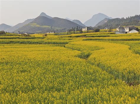 Flower Tourism Blooms in China | Smithsonian