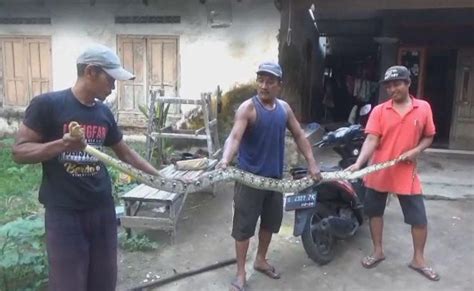 Ular Piton Sepanjang Meter Di Jombang Nyaris Serang Warga