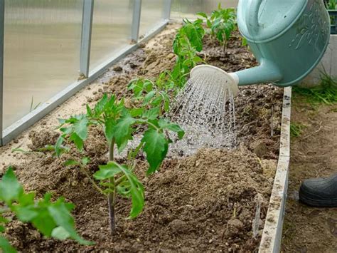 Tomaten gießen wann und wie oft ist richtig So viel Wasser brauchen