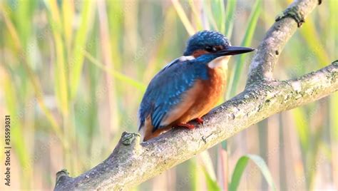 Kingfisher Eisvogel Putzt Sich Stock Video Adobe Stock