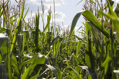 Corn Green Field 9753262 Stock Photo At Vecteezy