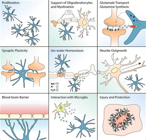 Oligodendrocytes Astrocytes