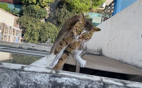 超凶雀猫被困18楼空调外机，救上来居然有主人电话号码？？ 和猫住 和猫住 哔哩哔哩视频