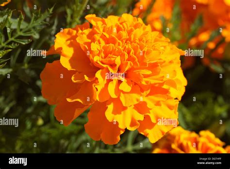 Marigold Hi Res Stock Photography And Images Alamy