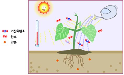 식물이 자라는 데 필요한 조건