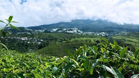 Kebun Teh Kemuning Akses Lokasi Spot Foto Dan Jam Buka