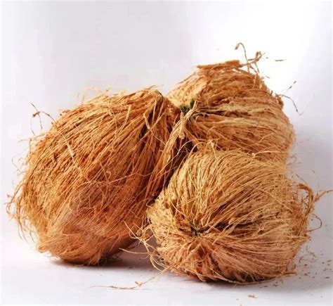 A Grade Solid Fresh Semi Husked Coconut Coconut Size Medium At Rs