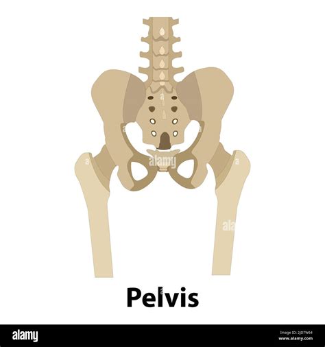 Anatomie Des Menschlichen Skeletts Vektor Der Beckenknochen