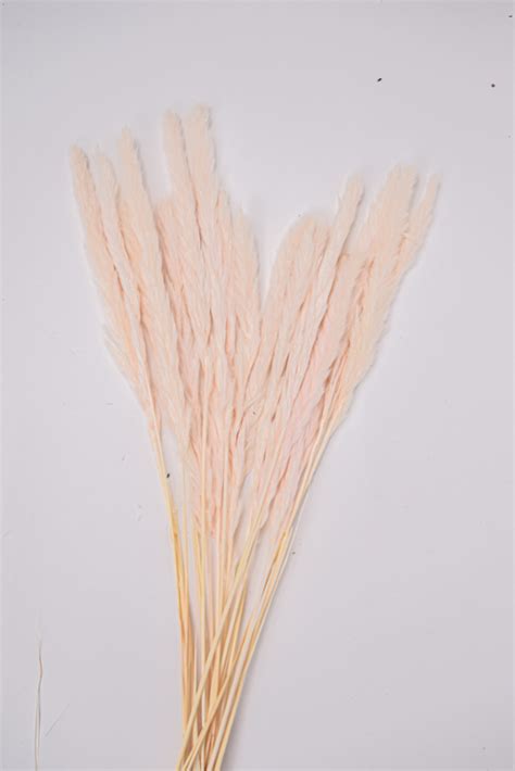 Pampas Grass 120cm Red Abraflora