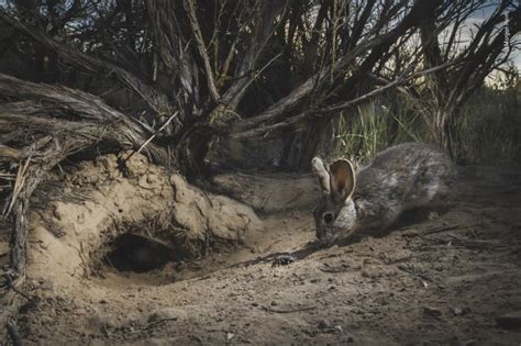 The 2022 Wildlife Photographer Of The Year S Most Commended Photos