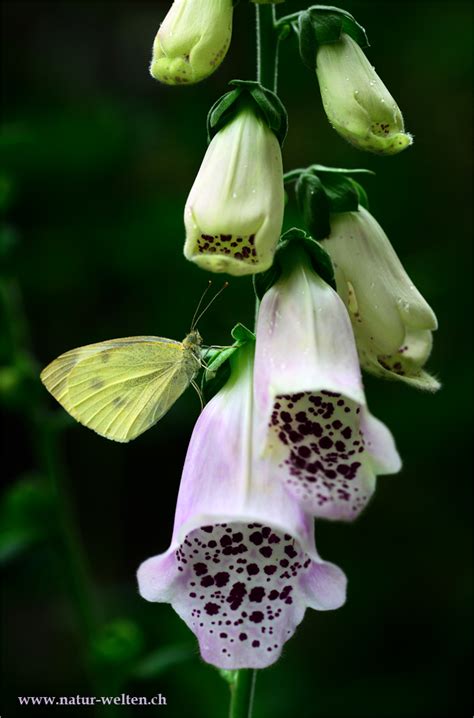 Fingerhut mit Schmetterling Foto & Bild | makro, natur, pflanzen Bilder ...