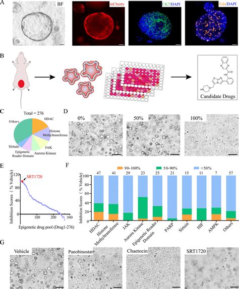 Organoid Based Epigenetics Drug Library Screening Identified Srt As