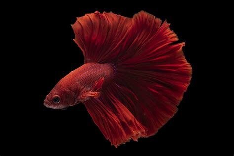 Beautiful movement of red betta fish, Siamese fighting fish, Cupang ...