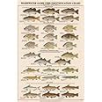 Amazon Fish Poster Warmwater Gamefish Identification Chart Art