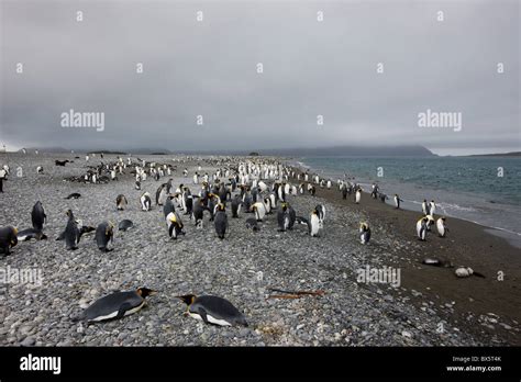 Colonia de Pingüinos Rey Aptenodytes patagonicus Salisbury Plain