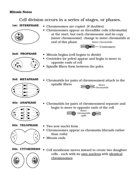 13 Best Images Of Identify Stages Of Mitosis Worksheet Meiosis And