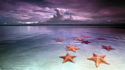 Starfish Desktop Wallpapers - 4k, HD Starfish Desktop Backgrounds on WallpaperBat