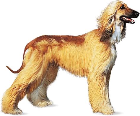 Afghan hound | Sighthound, Silky Coat, Majestic | Britannica