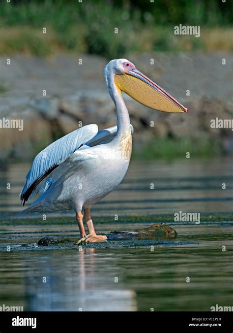 Male white pelican in breeding plumage standing Stock Photo - Alamy