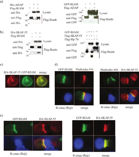 The Adapter Protein RIAM Interacts With SKAP 55 In Transfected 293T