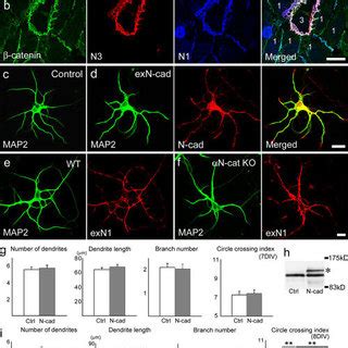 Requirement Of Par For Co Localization Of Afadin With Nectin A