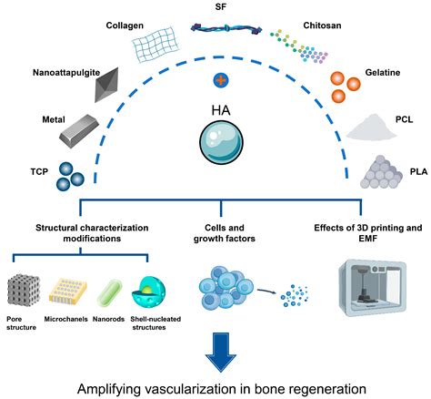 Ijms Free Full Text Recent Advances In Bioengineering Bone Revascularization Based On