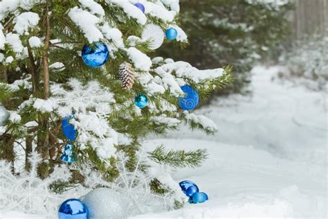 Live Pine Tree Under Snow Decorated With Christmas Stock Photo Image