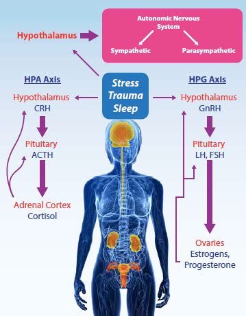 Hormones affects Emotions and Vice Versa