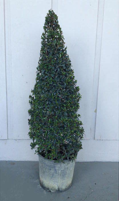 Eugenia Topiary The Perfect Addition To Your Garden