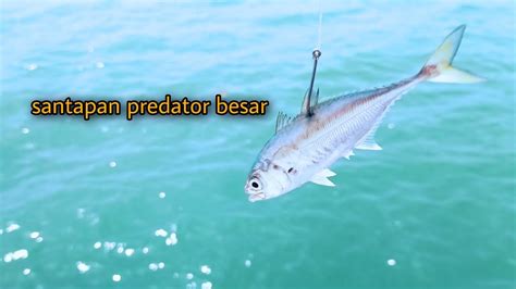 Terjadi Lagi Umpan Ikan Tengkek Jadi Santapan Ikan Predator Besar YouTube