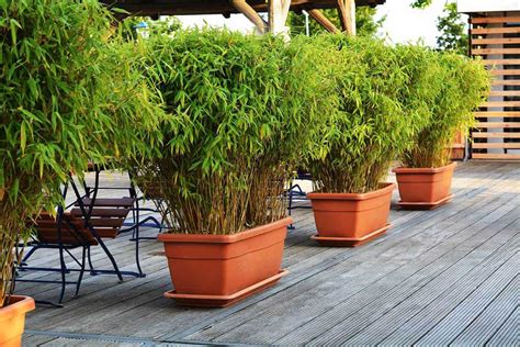 53 Bamboo Garden Ideas That Will Inspire You