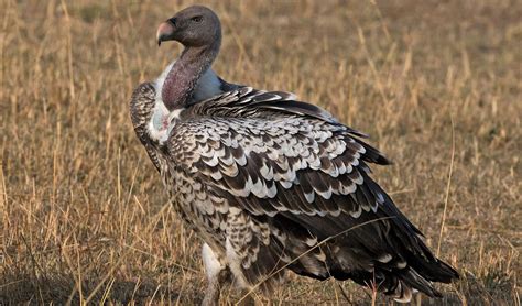 Rüppells vulture facts, distribution & population | BioDB