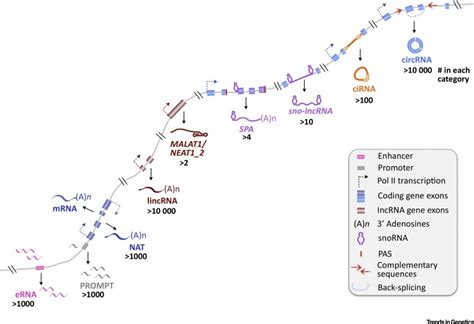 The Diversity Of Long Noncoding Rnas And Their Generation Trends In