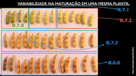 Momento Ideal Para Desseca O Da Soja Saiba Como Identificar O Est Dio