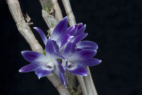 Dendrobium Victoriae Reginae Loher Plants Of The World Online Kew