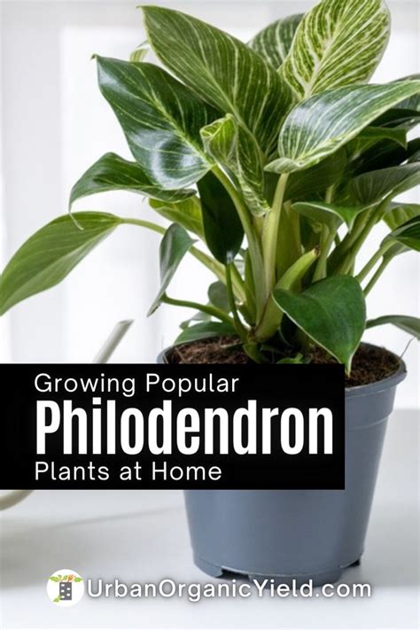 Philodendron Varieties Your Ultimate Guide To The Leafy Plant World Philodendron Plant Leafy