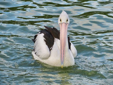 Australian Pelican Full Frontal Pelican That Beak Jeanette Mayo