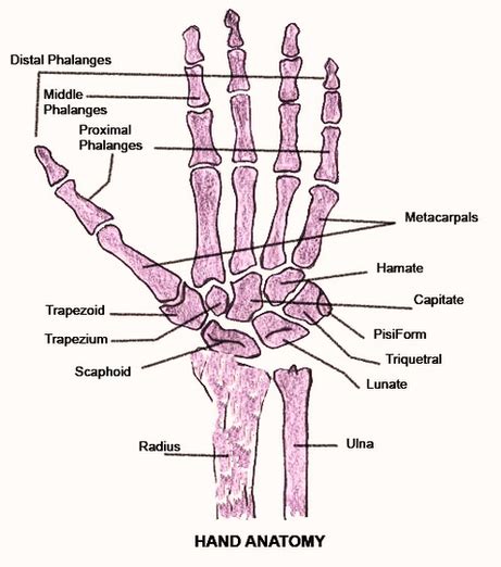 Hand Anatomy Diagram Image - Graph Diagram