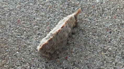 Experts warn of venomous Asp Caterpillar popping up around Houston - ABC13 Houston