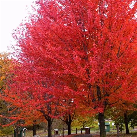 Autumn Blaze® Maple Red Maple Tree Autumn Blaze Maple Maple Tree